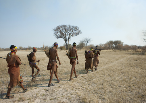 Group Of Sans Walking In The Bush, Namibia