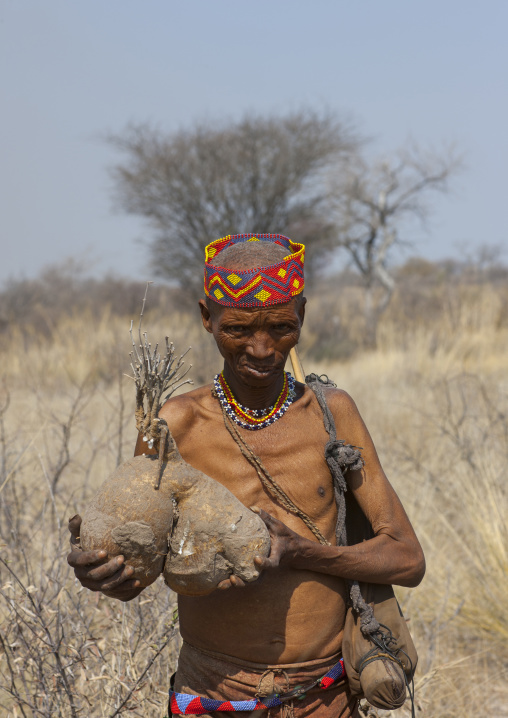 Bushman Carrying A Tuber, Tsumkwe, Namibia