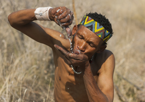 Bushman Squeezing A Tuber And Drinking The Liquid In The Bush, Tsumkwe, Namibia