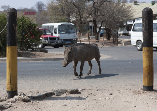 Warthog In The Streets Of Katina Mulilo Village, Caprivi Region, Namibia