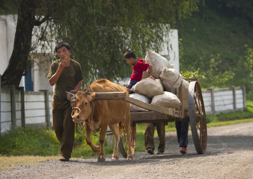 North Korean farmers with their ox cart on the road, North Hwanghae Province, Sariwon, North Korea