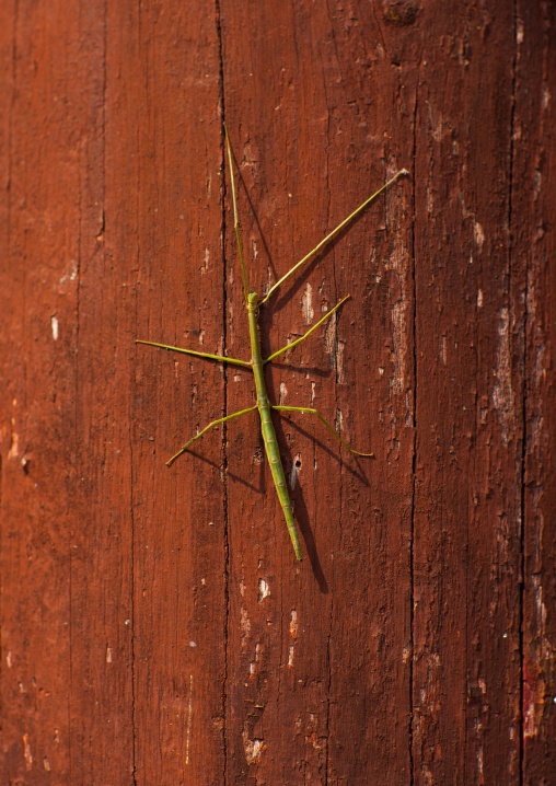 Phasmatodea insect on a wooden door, North Hwanghae Province, Sariwon, North Korea