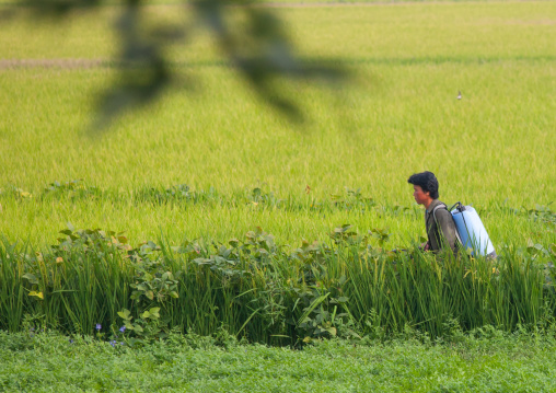 Crop sprayer woman in a field, Kangwon Province, Chonsam Cooperative Farm, North Korea