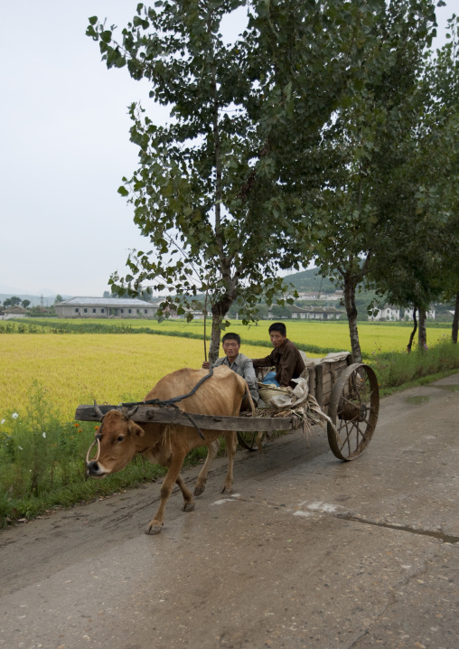 North Korean farmers with their ox cart on the road, North Hwanghae Province, Kaesong, North Korea