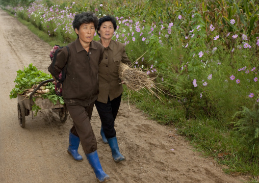 North Korean women pulling a cart full of vegetables in the countryside, North Hwanghae Province, Kaesong, North Korea