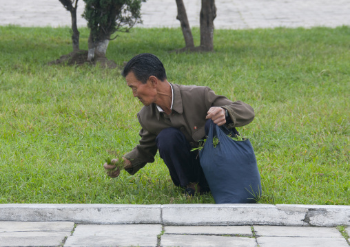 North Korean man weeding grass in a garden, Kangwon Province, Wonsan, North Korea