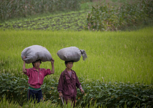 North Korean women carrying bags on head in a field, Kangwon Province, Wonsan, North Korea