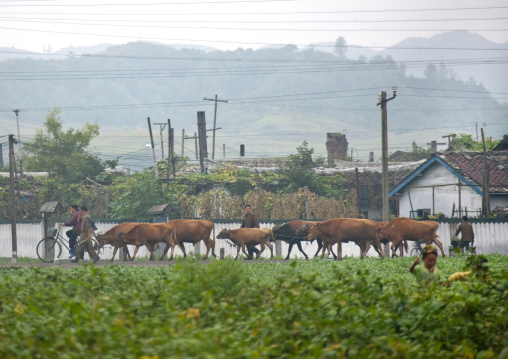 Cows in a field in front of a village, South Hamgyong Province, Hamhung, North Korea