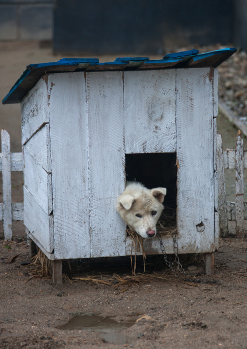 Dog inside a kennel, South Hamgyong Province, Hamhung, North Korea