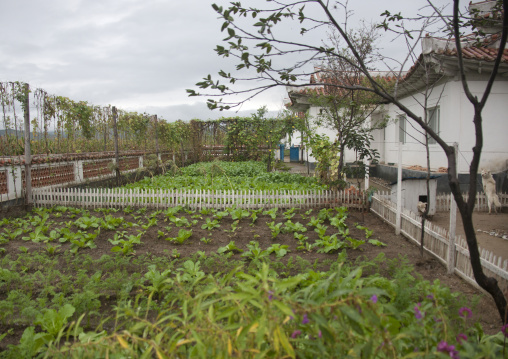 Private garden in front of a North Korean house in the countryside, South Hamgyong Province, Hamhung, North Korea