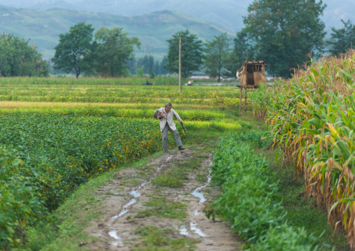 North Korean farmer working in a field, South Hamgyong Province, Hamhung, North Korea