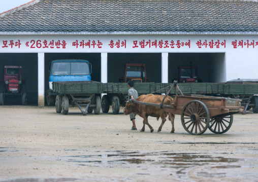 North Korean farmer with his ox cart going back to the farm, South Hamgyong Province, Hamhung, North Korea