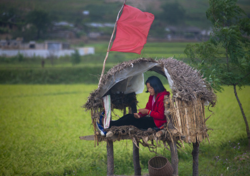 North Korean girl in a little shelter to monitor the fields in the countryside, North Hwanghae Province, Kaesong, North Korea