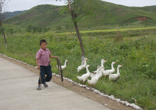 Young North Korean boy walking with geese in the countryside, North Hwanghae Province, Kaesong, North Korea