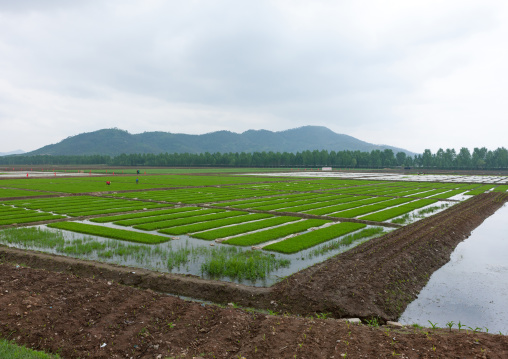 Paddy field in the countryside, South Pyongan Province, Chongsan-ri Cooperative Farm, North Korea