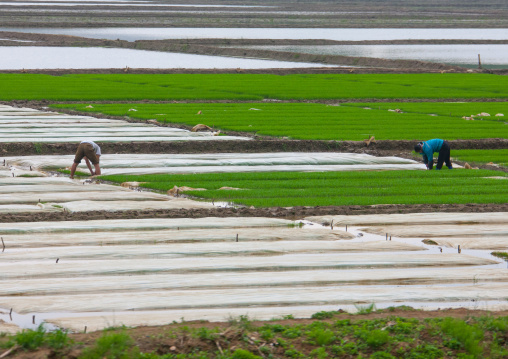 North Korean farmers working in a field, South Pyongan Province, Chongsan-ri Cooperative Farm, North Korea