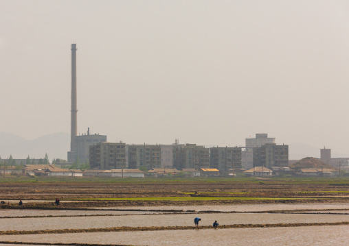 North Korean people working in a field in front of buildings and factories, Pyongan Province, Pyongyang, North Korea