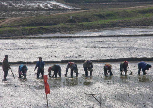 North Korean people transplanting rice seedlings on paddy flied, Pyongan Province, Pyongyang, North Korea