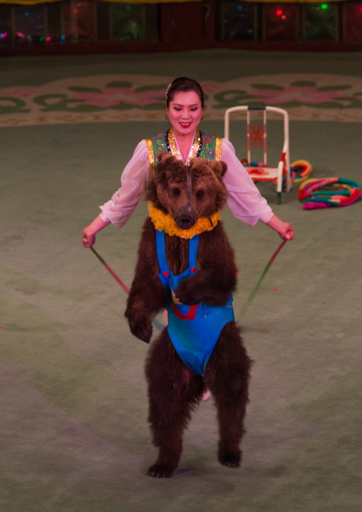 Performing bear in a circus, Pyongan Province, Pyongyang, North Korea