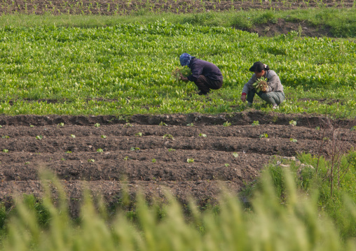 North Korean farmers working in a field, North Hwanghae Province, Kaesong, North Korea