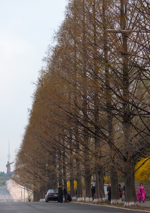 Trees alley in the town leading to Mansudae Grand monument, Pyongan Province, Pyongyang, North Korea
