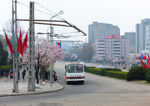 Bus in the city passing in front of cherry trees, Pyongan Province, Pyongyang, North Korea