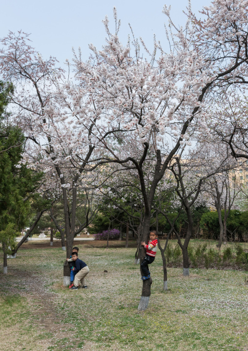 North Korean children playing in cherry blossoms trees in a park, Pyongan Province, Pyongyang, North Korea