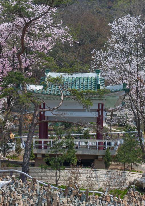 Pavillon in a Moran park with cherry blossoms, Pyongan Province, Pyongyang, North Korea