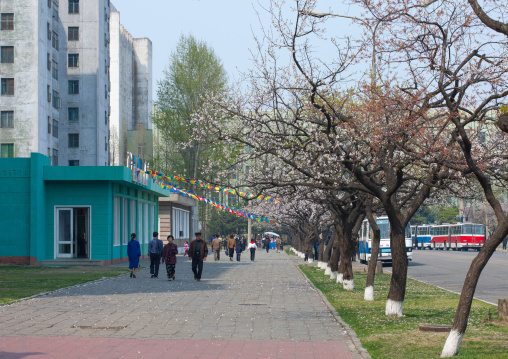 North Korean people walking under cherry blossoms trees, Pyongan Province, Pyongyang, North Korea
