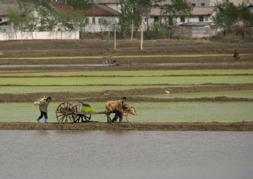 Famers in paddy fields with an ox cart, Pyongan Province, Myohyang-san, North Korea