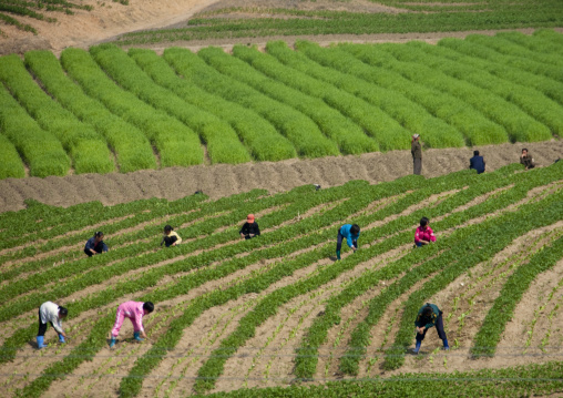 North Korean children working in a field, Pyongan Province, Pyongyang, North Korea