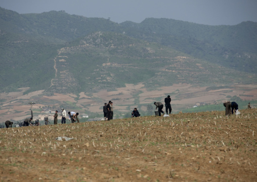 North Korean farmers working in a field, Pyongan Province, Pyongyang, North Korea