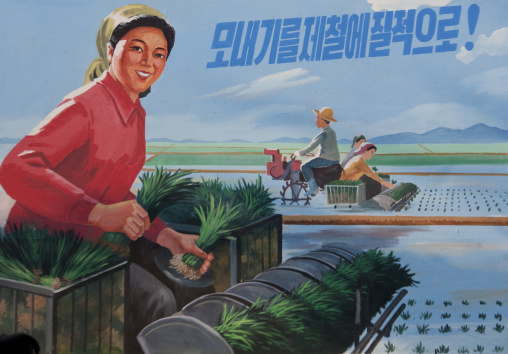 Propaganda poster depicting a North Korean peasant woman transplanting rice, North Hwanghae Province, Kaesong, North Korea