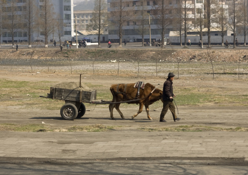 North Korean man with an ox cart in front of buildings, South Pyongan Province, Nampo, North Korea
