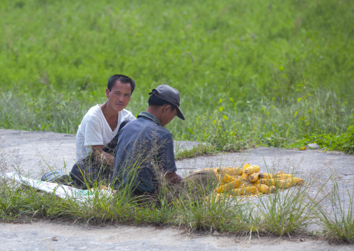 North Korean men collecting corn in a field, North Hwanghae Province, Kaesong, North Korea