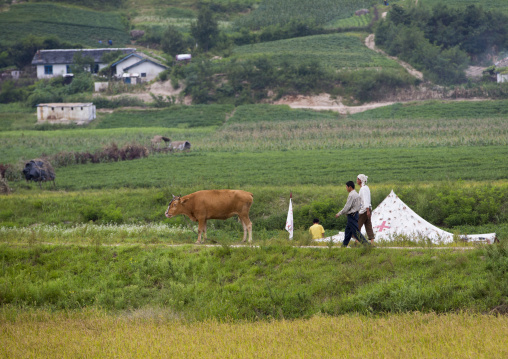 North Korean man with an ox in the countryside passing in front of a red cross tent, North Hwanghae Province, Kaesong, North Korea