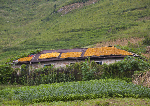 Houses with corn on the roofs drying in the countryside, North Hwanghae Province, Kaesong, North Korea