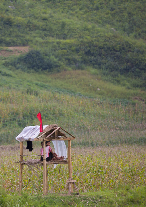 North Korean children in a little shelter to monitor the fields in the countryside, North Hwanghae Province, Kaesong, North Korea
