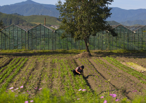 North Korean man working in a field in the agriculture university, South Hamgyong Province, Hamhung, North Korea