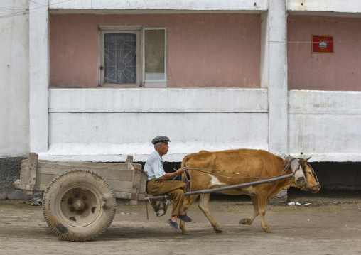 North Korean man with his ox cart in town, South Hamgyong Province, Hamhung, North Korea