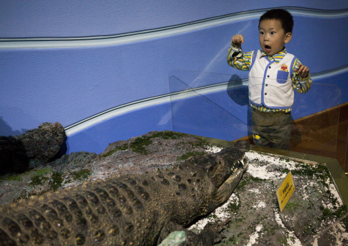 North Korean child boy watching a stuffed crocodile at Rungna dolphinarium, Pyongan Province, Pyongyang, North Korea