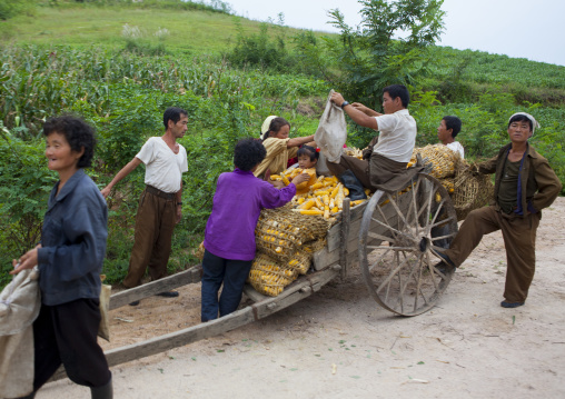 North Korean farmers collecting corn on a cart, North Hwanghae Province, Kaesong, North Korea