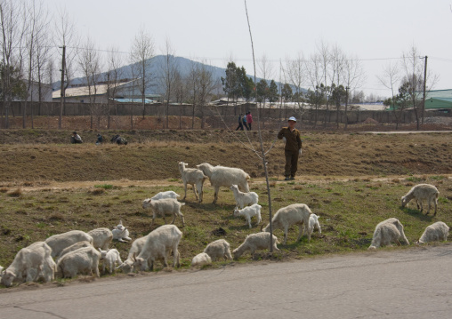 North Korean sheperd with his sheepand goats in the countryside, Pyongan Province, Pyongyang, North Korea
