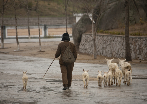 North Korean woman with goats in the street, North Hwanghae Province, Kaesong, North Korea