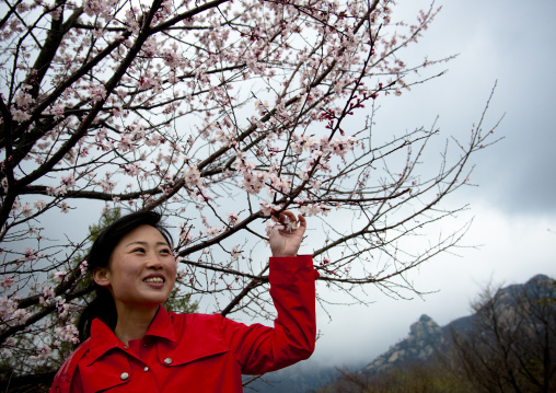 North Korean woman with cherry blossoms, Ogwansan, Ryongthong Valley, North Korea