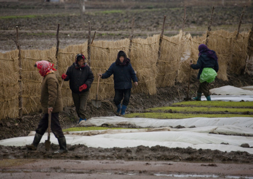 North Korean women working in a field, North Hwanghae Province, Kaesong, North Korea