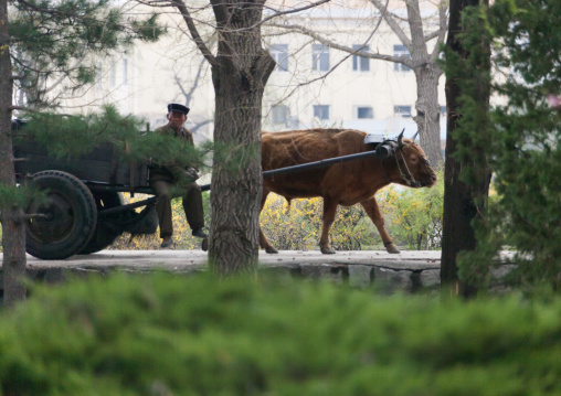 North Korean farmer with his ox cart, North Hwanghae Province, Kaesong, North Korea