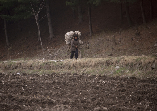 North Korean woman carrying a heavy load on her back in the countryside, North Hwanghae Province, Kaesong, North Korea