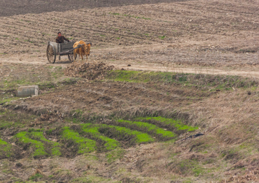 North Korean farmer with his ox cart in a field, Pyongan Province, Pyongyang, North Korea