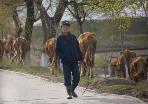 North Korean soldier with cows on a road, Kangwon Province, Wonsan, North Korea